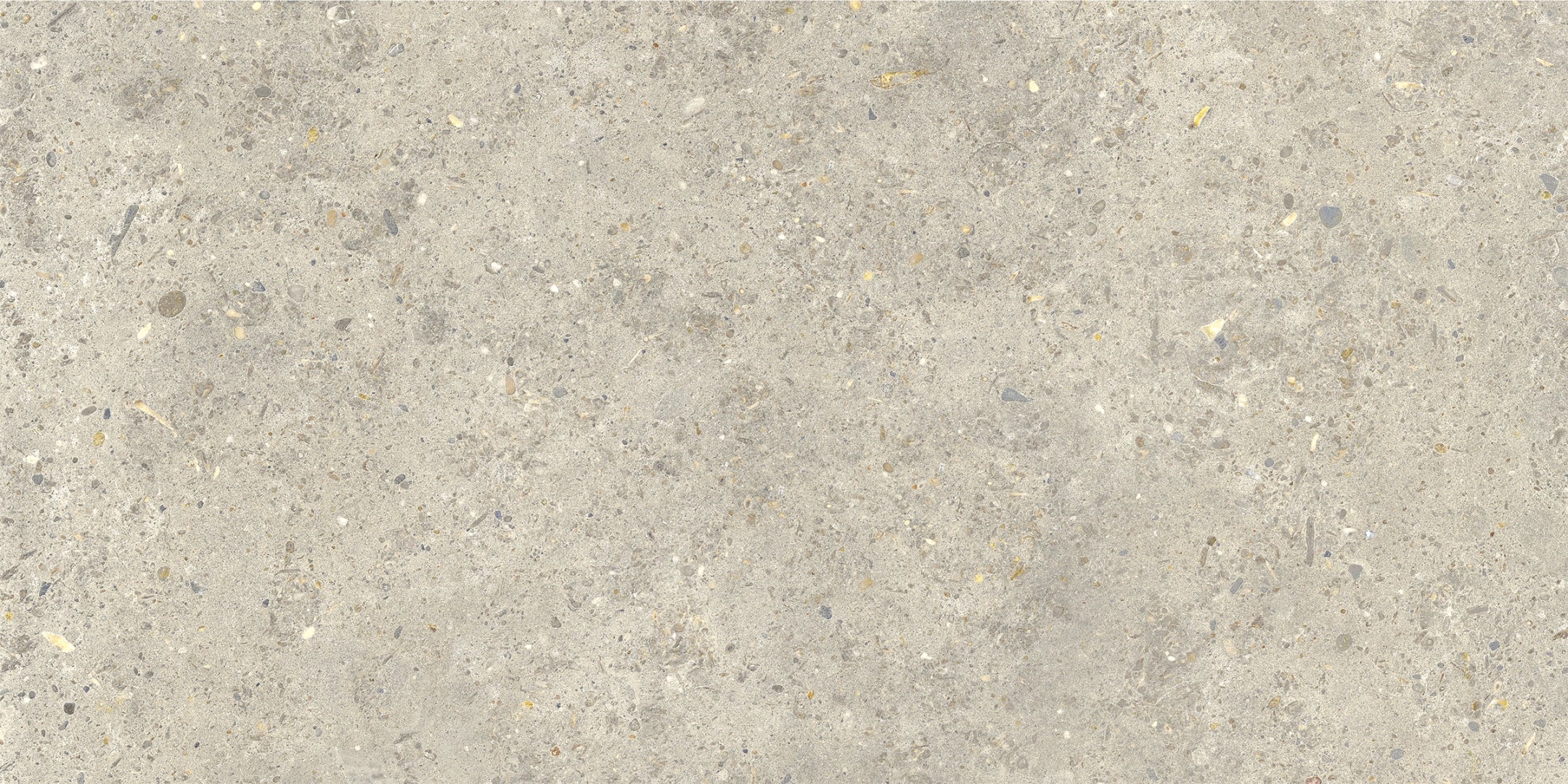 La Fabbrica Ava, Agglomerate - 160022 - Shell, Naturale, 30x60cm, 8.80mm, Rett.