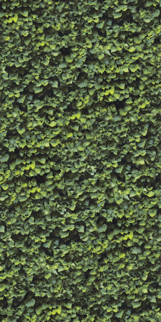 Casalgrande Padana, Limpha - Arborea, Naturale, 120x240cm, 6.00mm, Rett.